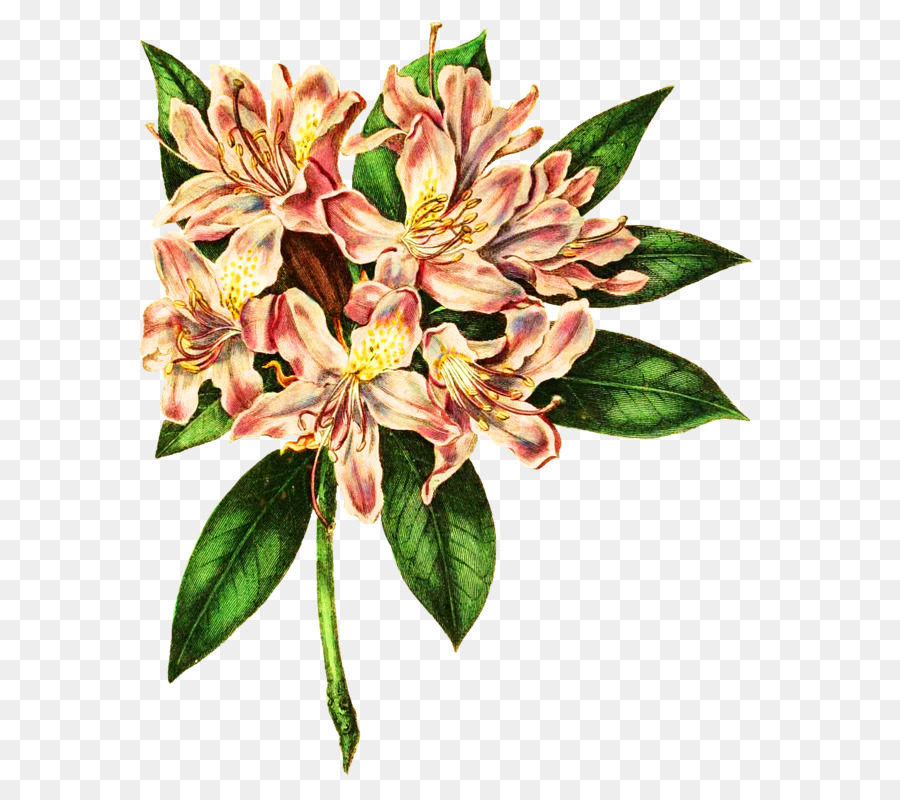 Las Flores Cortadas，Flor PNG