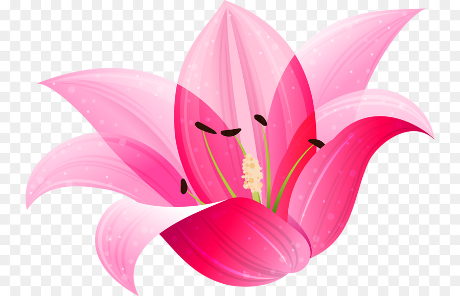 Lilium，Flor PNG