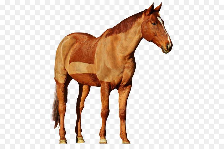 Caballo，Equino PNG