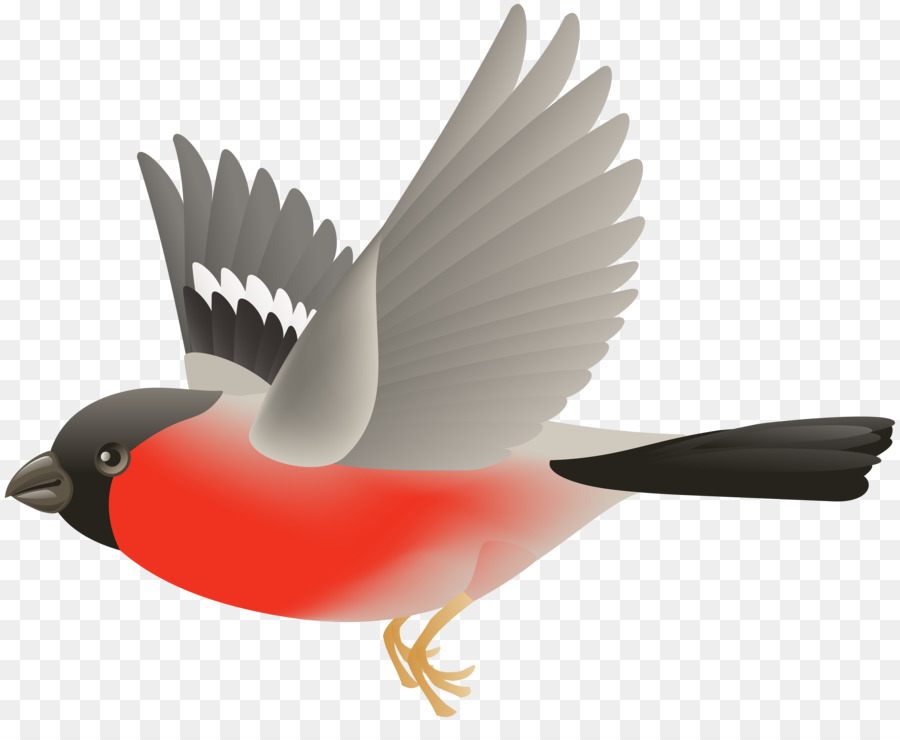 Aves，Vuelo PNG