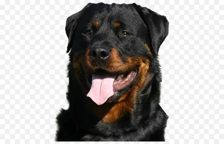 Perro Rottweiler，Mascota PNG