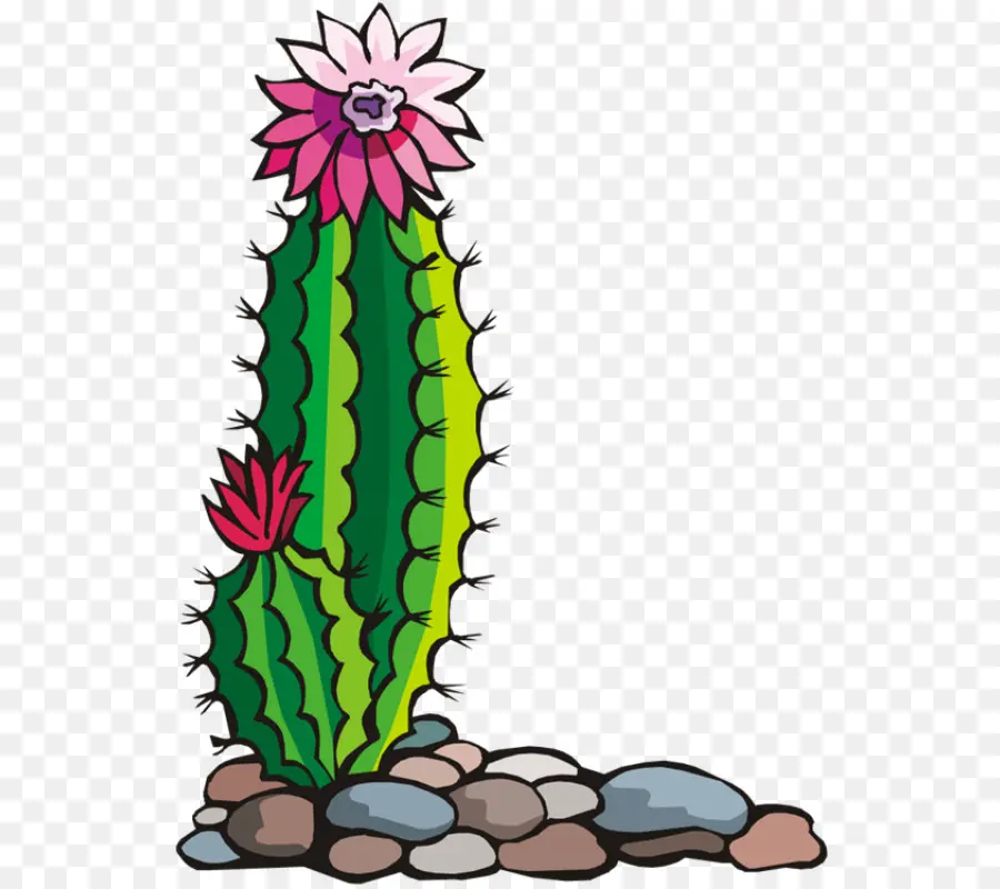 Cactus Con Flores，Flores PNG