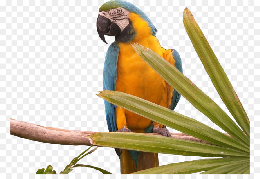 Pájaro，Budgericar PNG