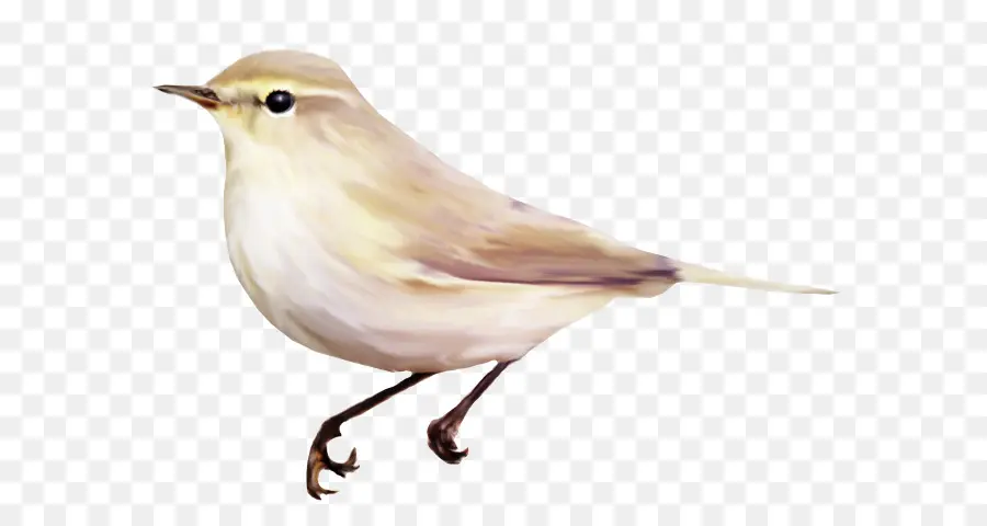 Pájaro，Color PNG