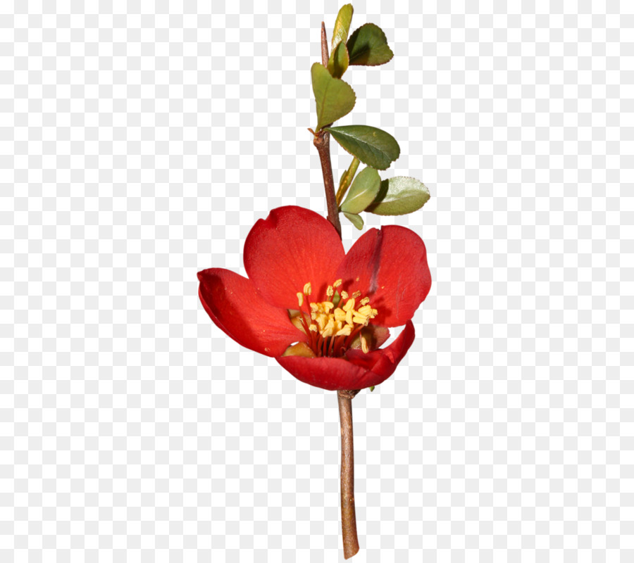 Diseño Floral，Flor PNG