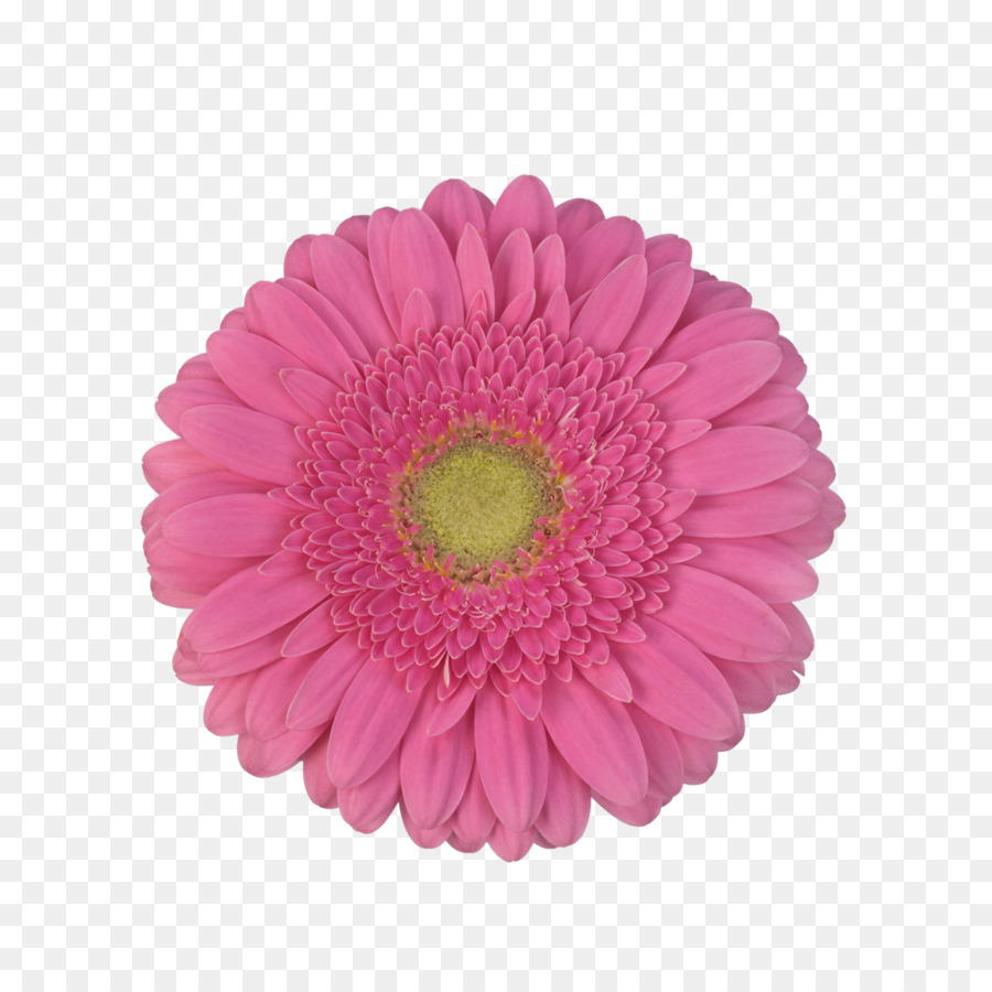 Transvaal Daisy，Parte PNG