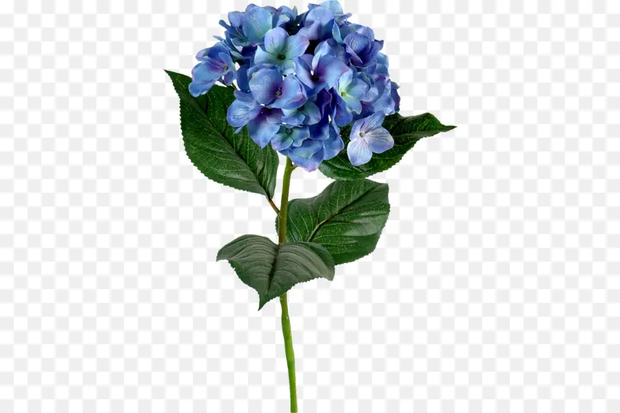 French Hydrangea，Azul PNG