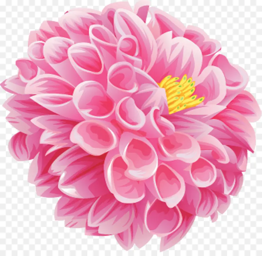 Flor Rosa，Florecer PNG