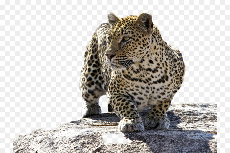 El Parque Nacional Kruger，Leopard PNG