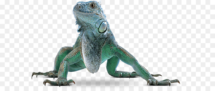 Común Iguanas，Iguana Verde PNG