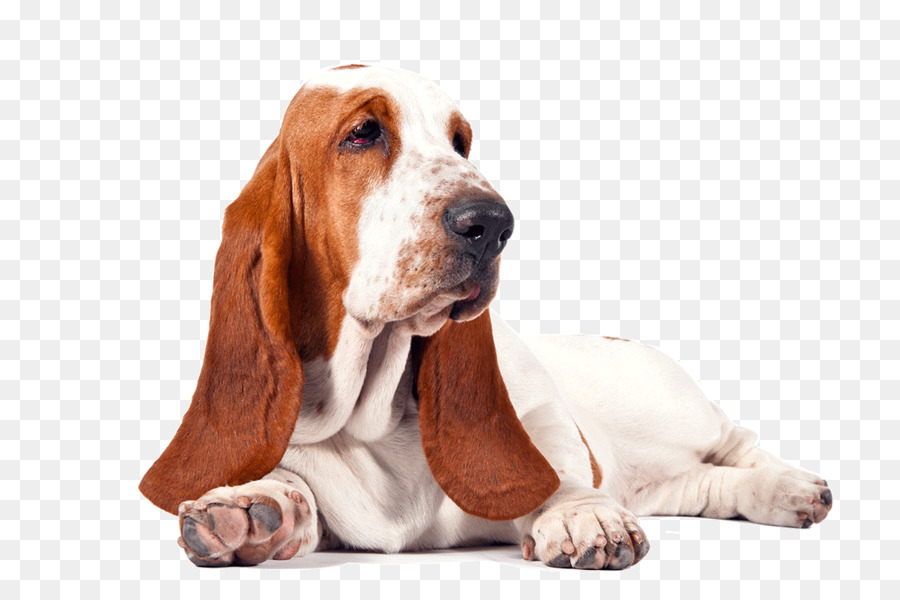 Basset Hound，Golden Retriever PNG