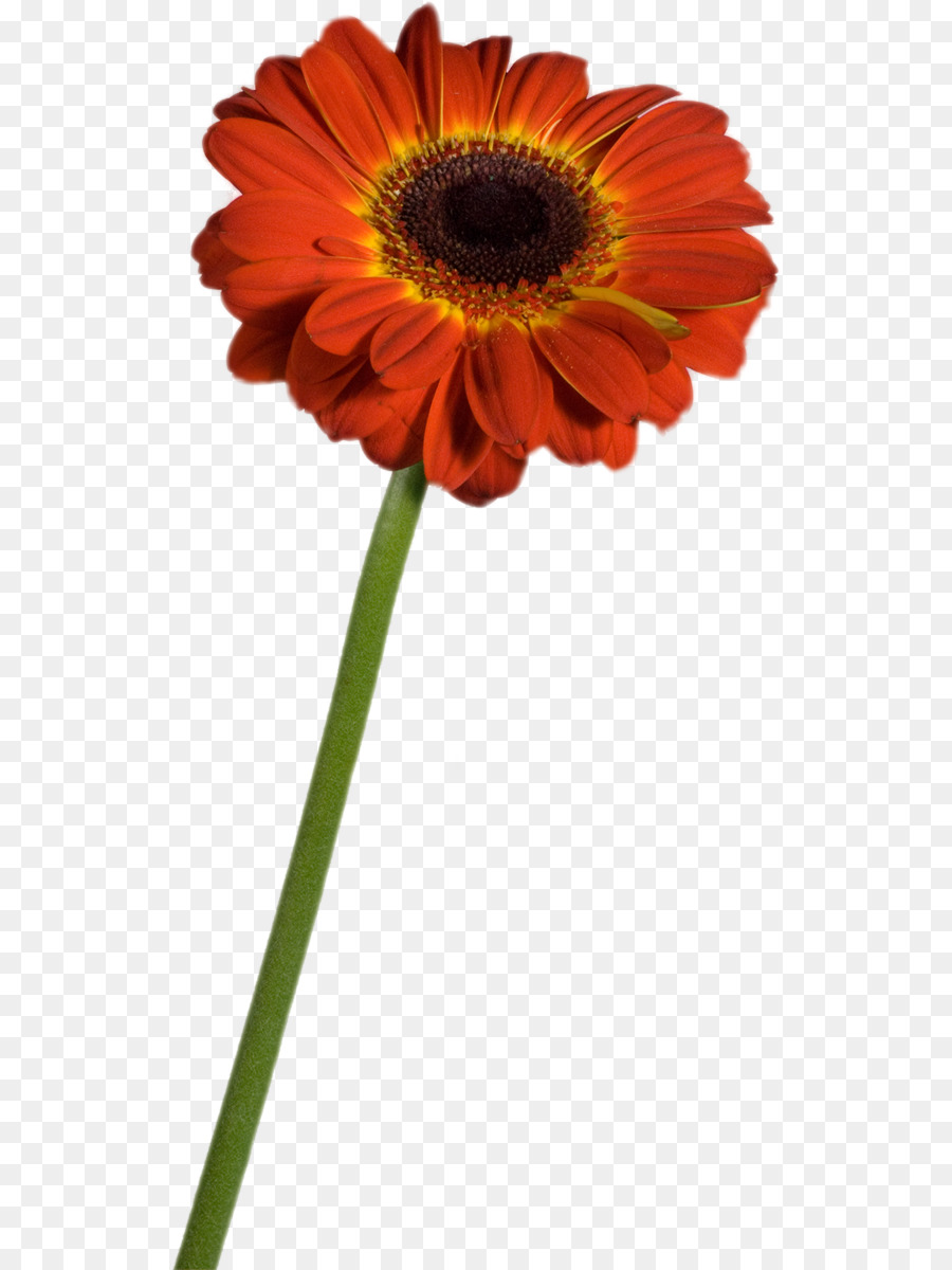 Tallo De La Planta，Transvaal Daisy PNG