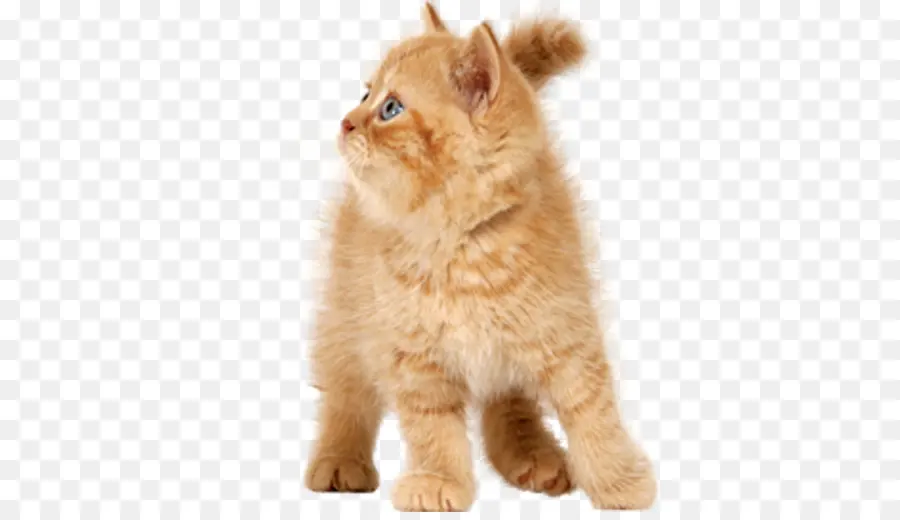 Gatito Naranja，Lindo PNG