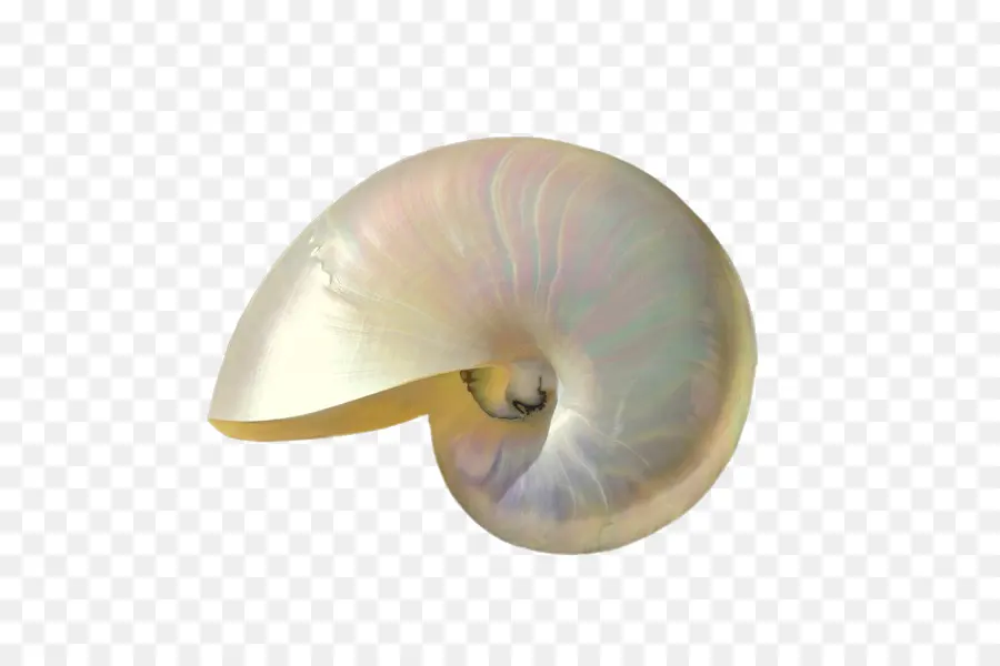 Concha，Nautilida PNG