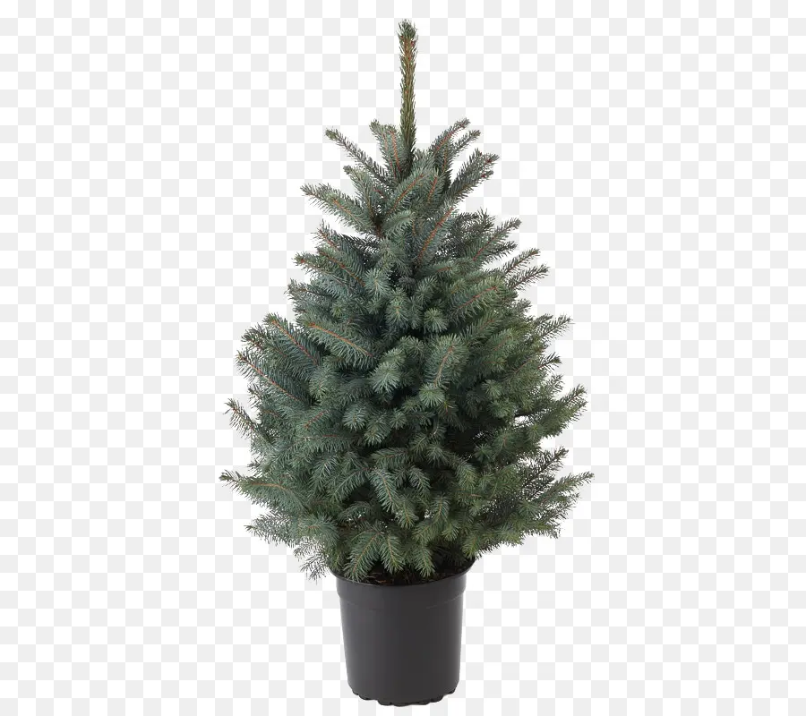 Pino，árbol PNG