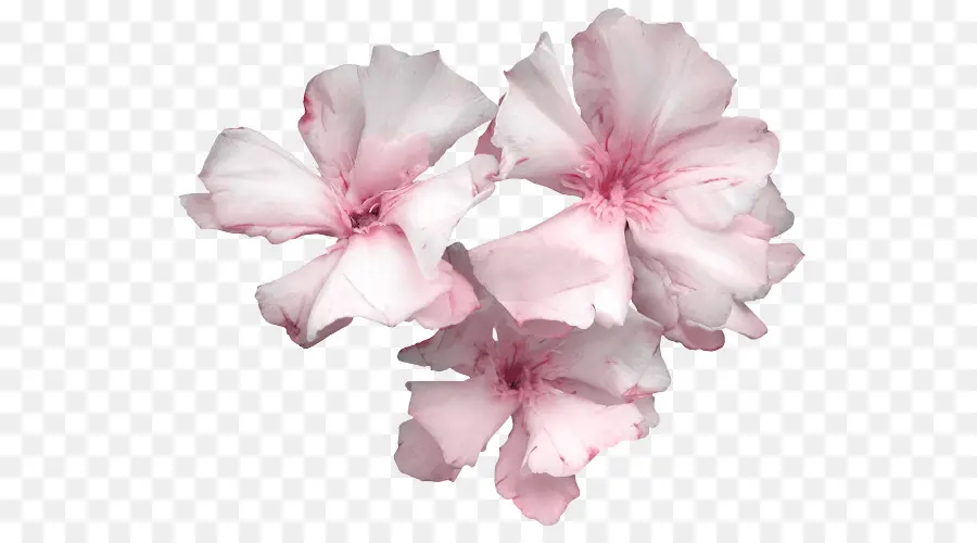 Azalea，Flor PNG