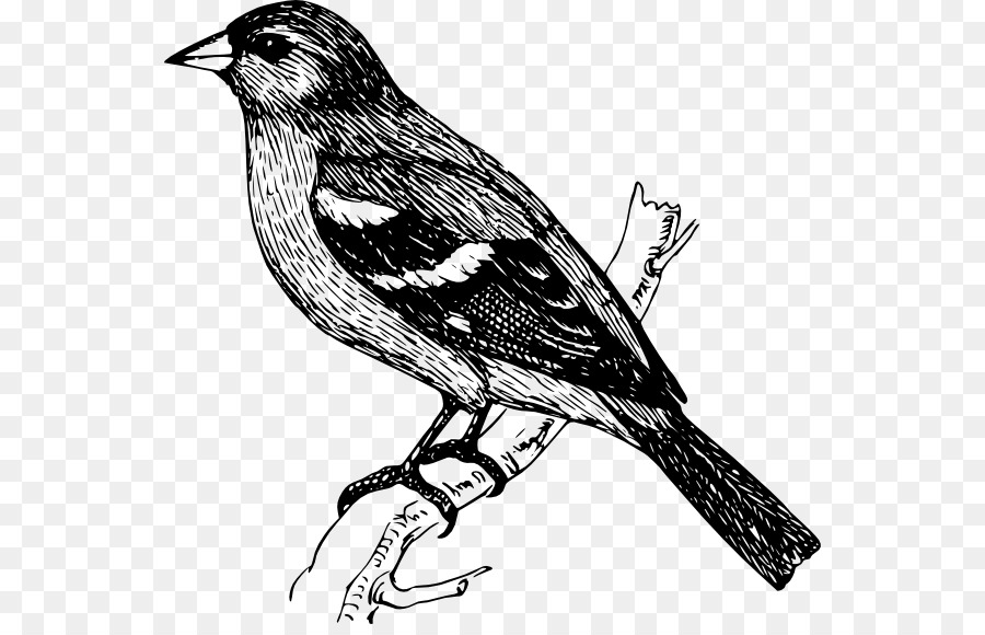 Pájaro，Finch PNG
