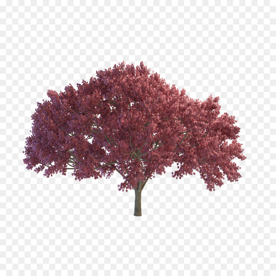 árbol Rojo，Hojas PNG