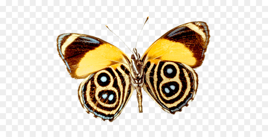 Mariposa，Nymphalidae PNG