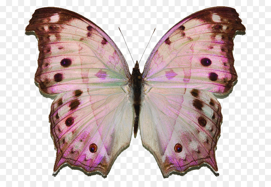 Mariposa Blanca，Alas PNG