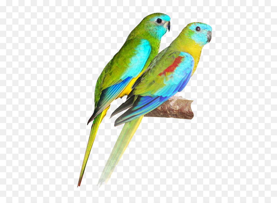 Pájaro，Turquesa Parrot PNG