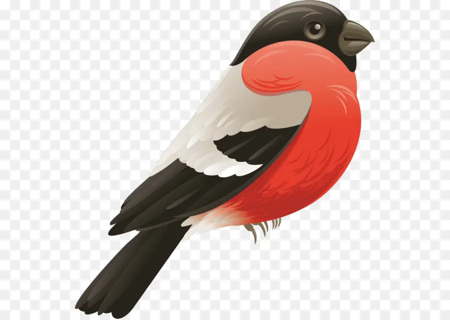 Pájaro Rojo Y Negro，Animal PNG