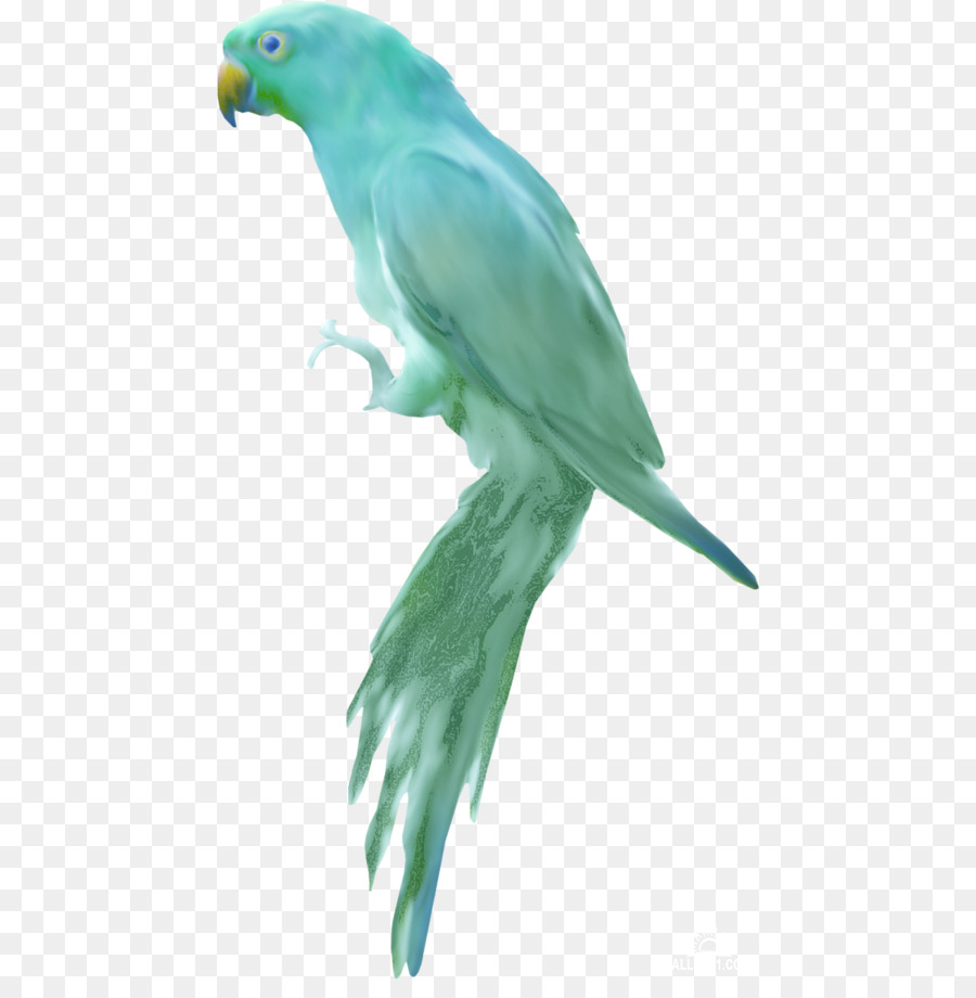 Budgericar，Agapornis PNG