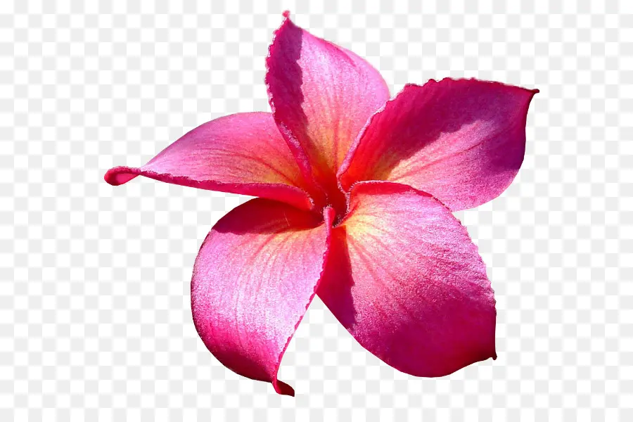 Flor Rosa，Pétalos PNG