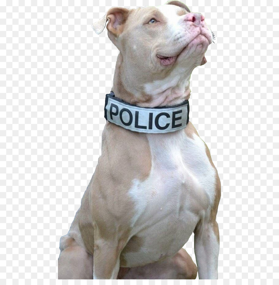 Pit Bull，American Pit Bull Terrier PNG