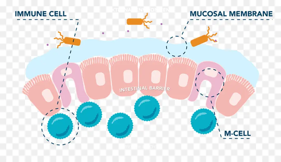 El Intestino Delgado，Microfold Celular PNG