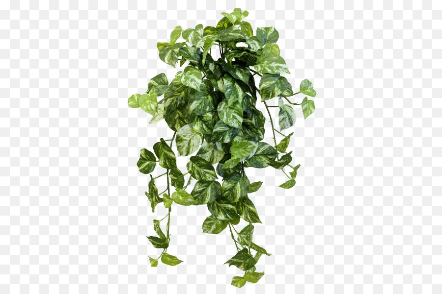 Planta De Hiedra Colgante，Verdor PNG