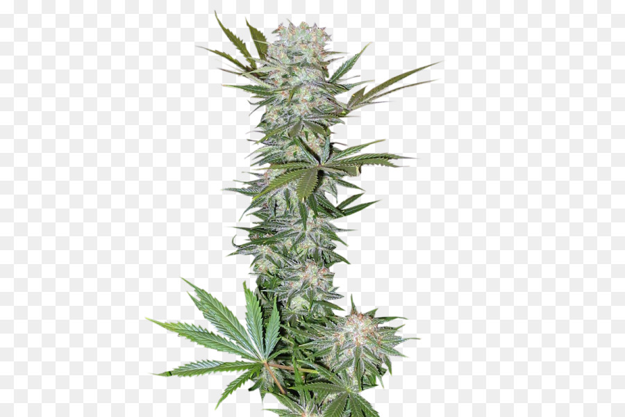 El Cannabis，Haze PNG