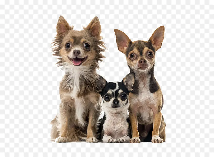 Perros，Chihuahuas PNG