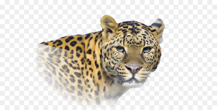 Jaguar，Felino De Gran Tamaño PNG