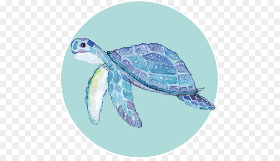 Tortuga Boba，Tortuga PNG