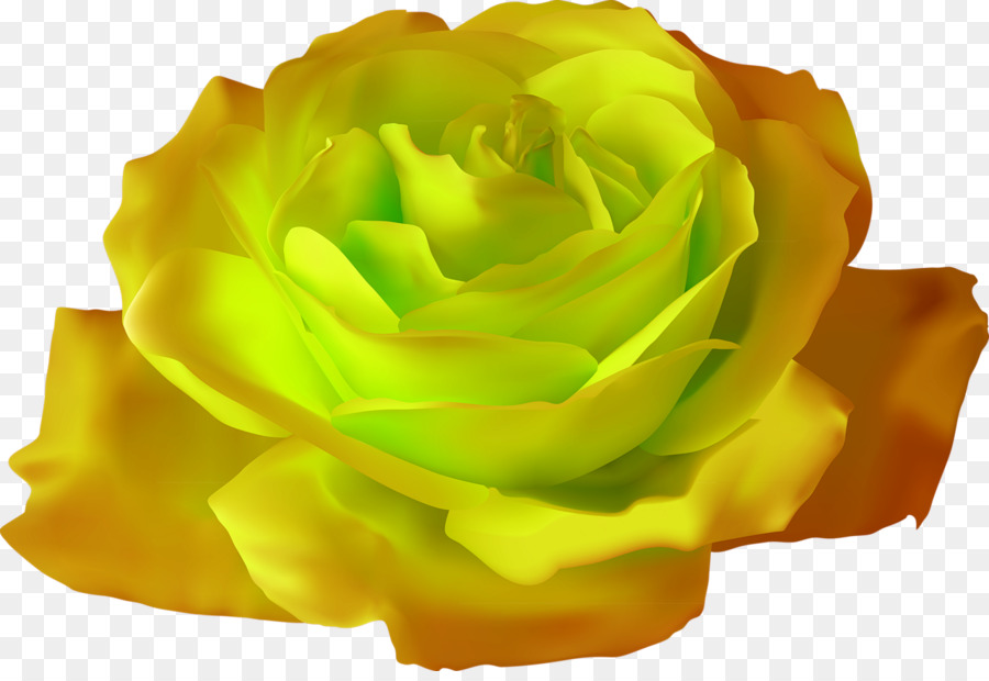 Rosa，Flor PNG