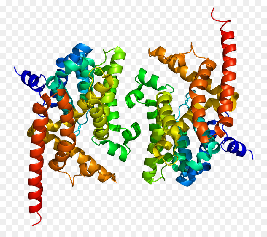 De La Fosfodiesterasa，Cgmpspecific De La Fosfodiesterasa De Tipo 5 PNG