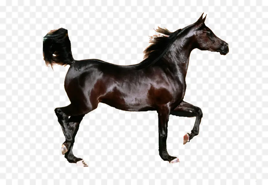 Silueta De Caballo，Equino PNG