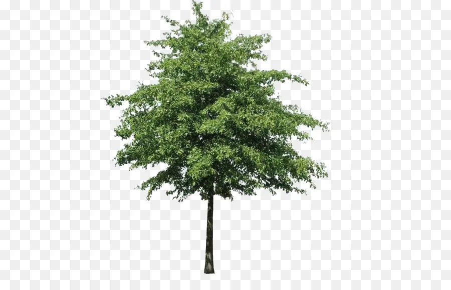 árbol Verde，árbol PNG