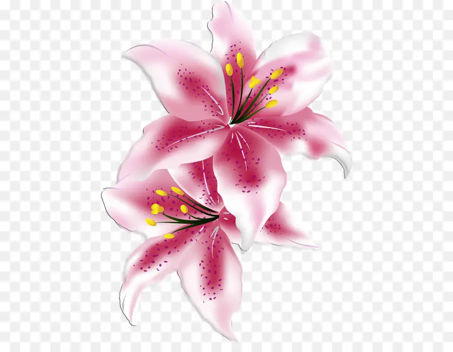 Lilium，Flor PNG