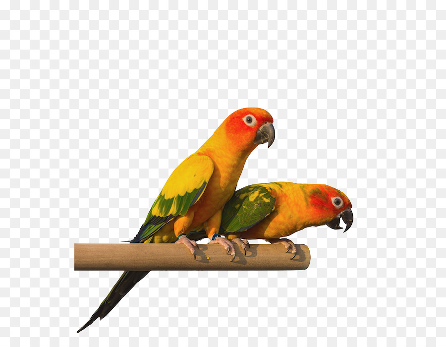 Budgericar，Pájaro PNG