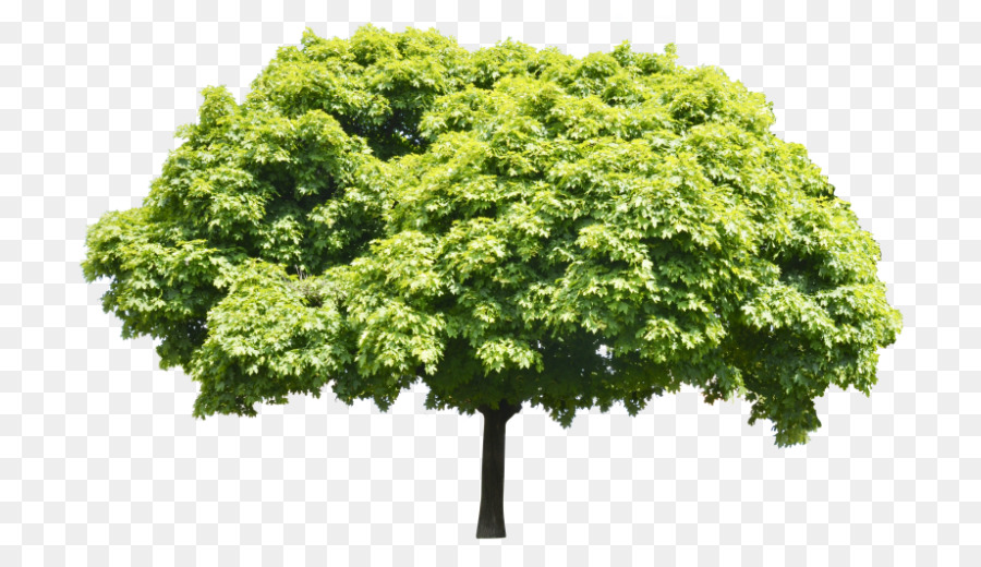 árbol，Rama PNG