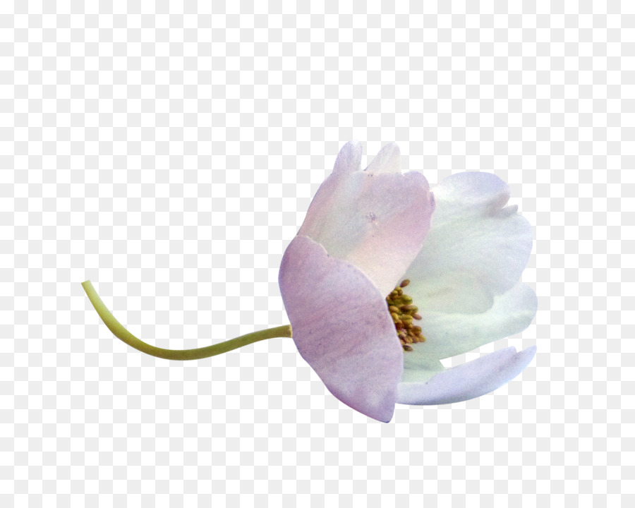 Flor Blanca，Florecer PNG