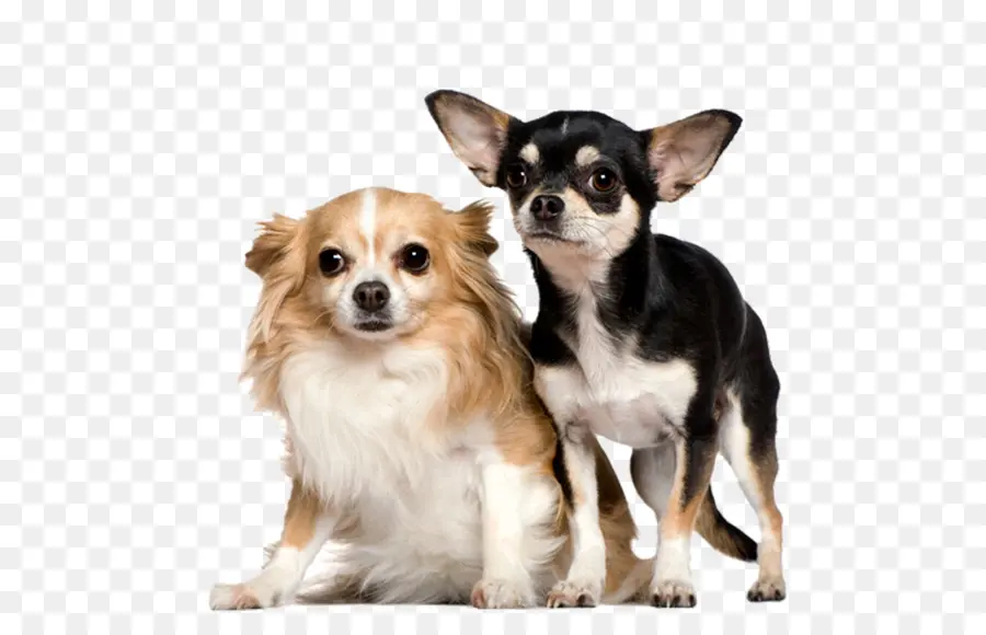 Chihuahua，Cachorro PNG