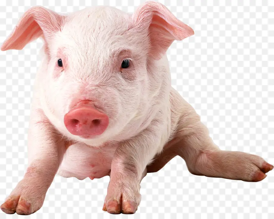 Cerdito，Granja PNG