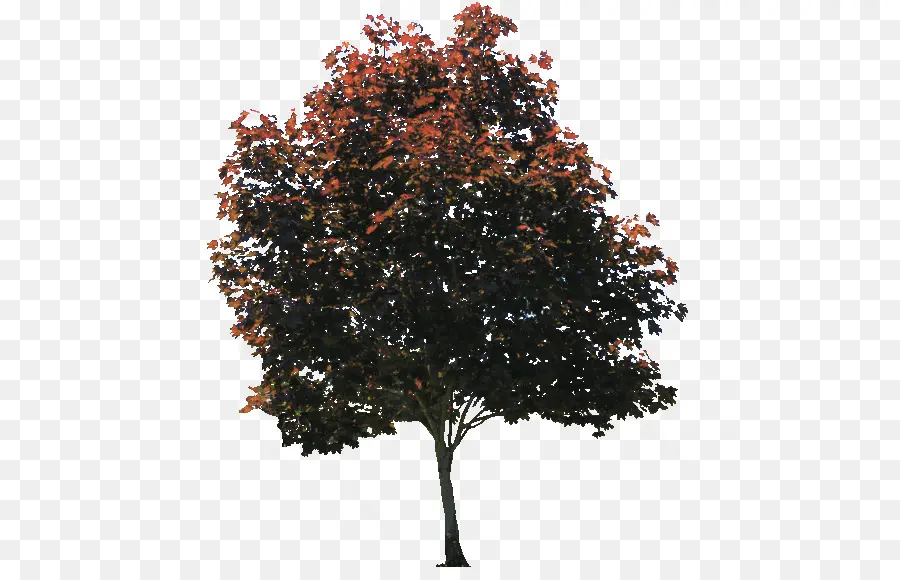 árbol，American Sycamore PNG