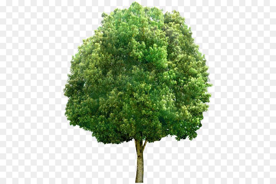 árbol，Una Fotografía De Stock PNG