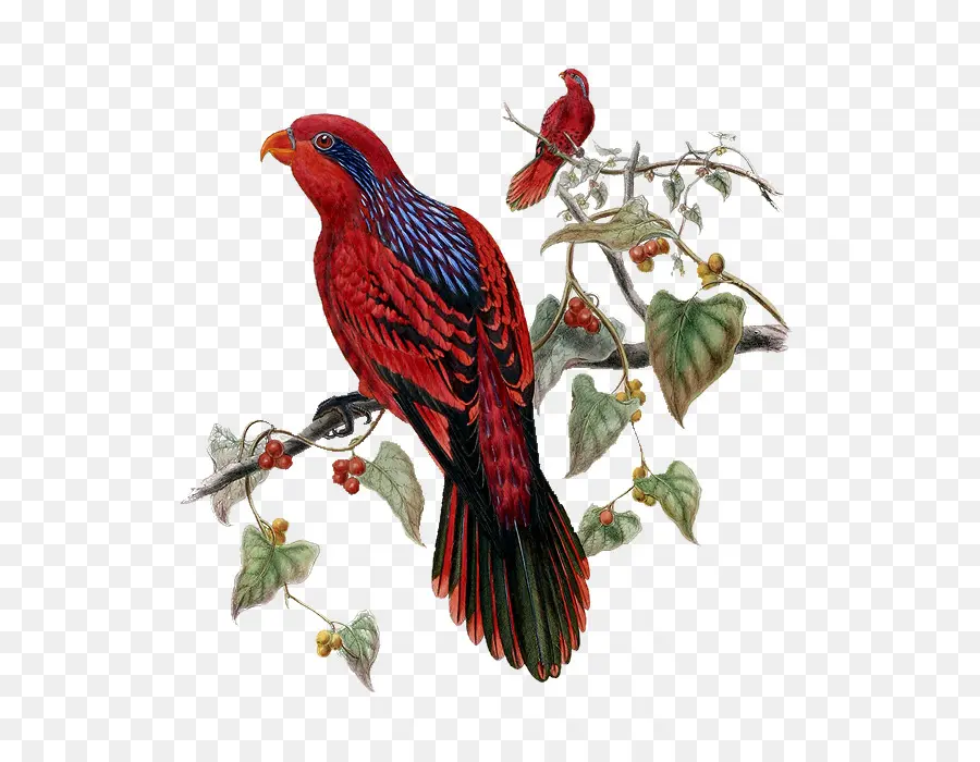 Pájaro，Pájaros Tropicales PNG