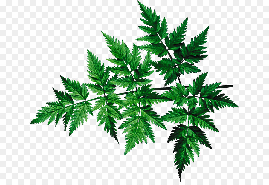 Hoja De Cannabis，Canabis PNG