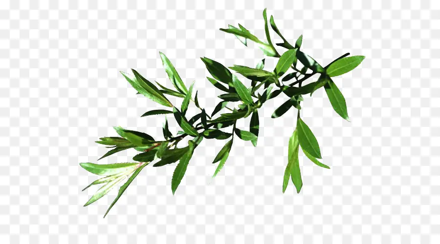 Willow，Hoja PNG